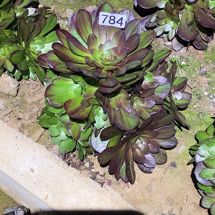 多肉植物法师784花月夜