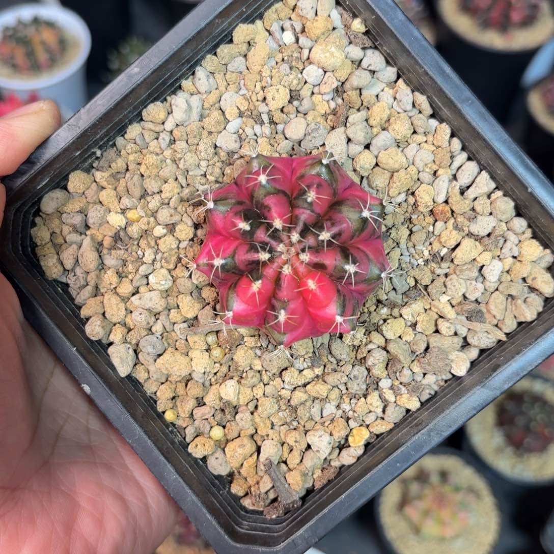 泰系米哈仙人球30