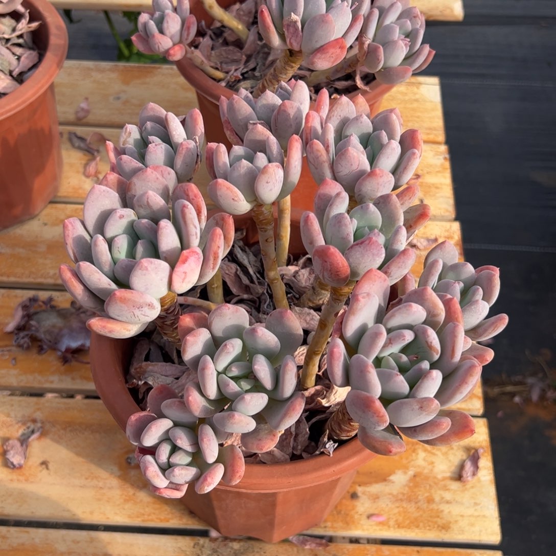 多肉灰姑娘【非偏远地区满18包邮】