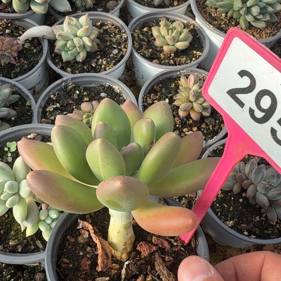 多肉植物漂亮单头295