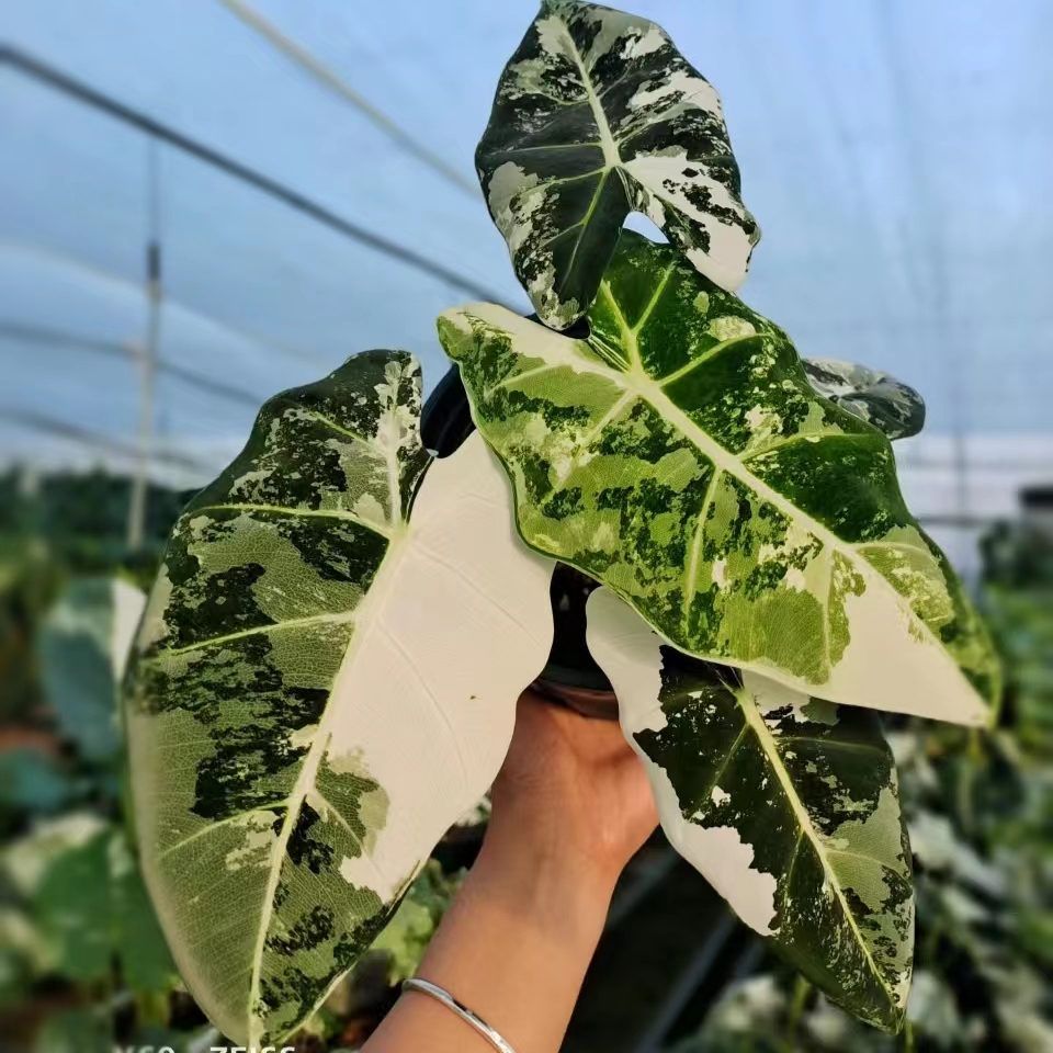 白锦绿天鹅绒ins热植王先森的花园
