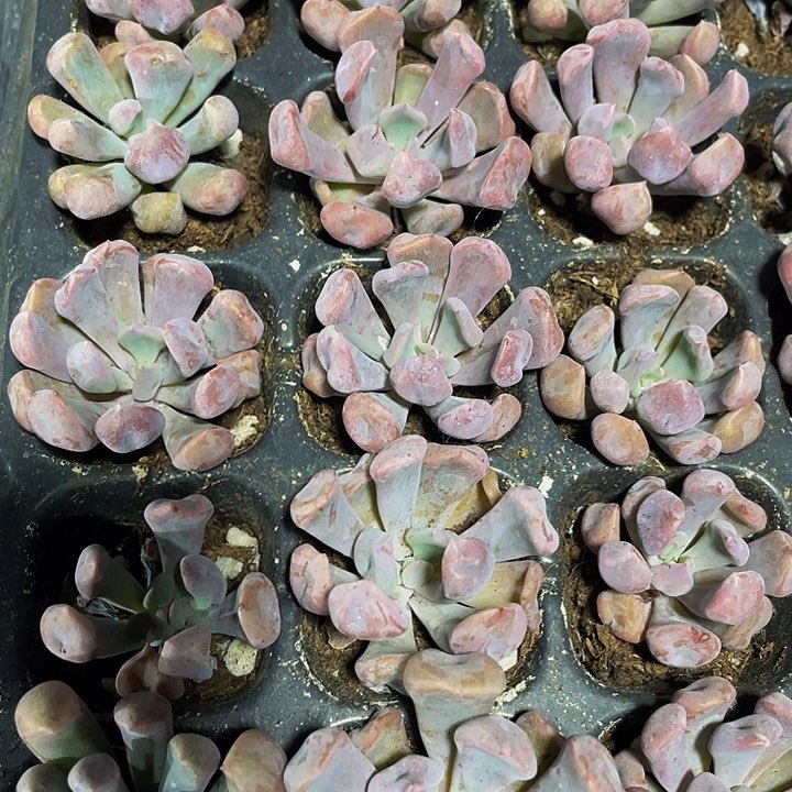 小丘比特1元带土发