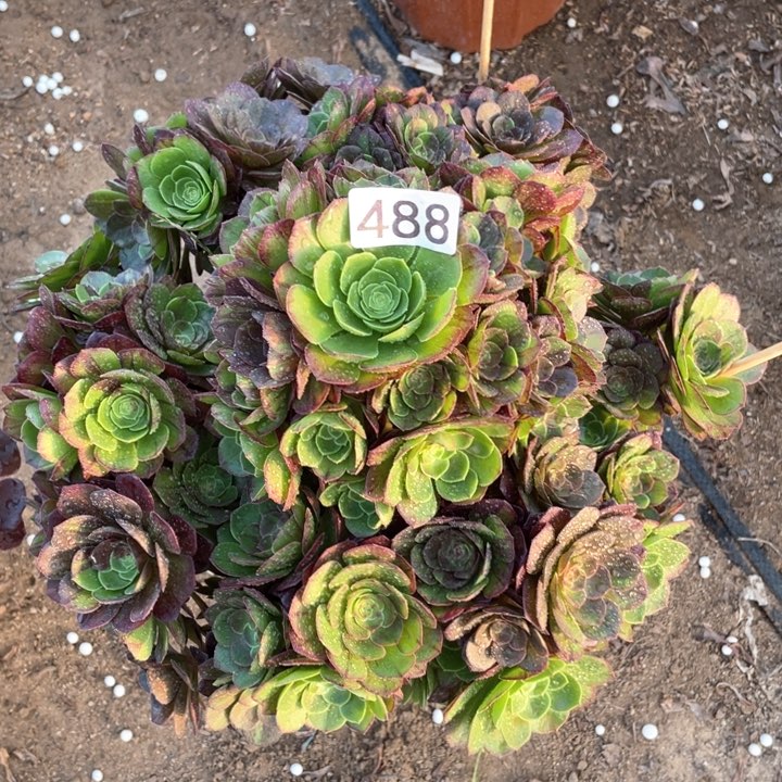 488多肉植物花月夜有砍