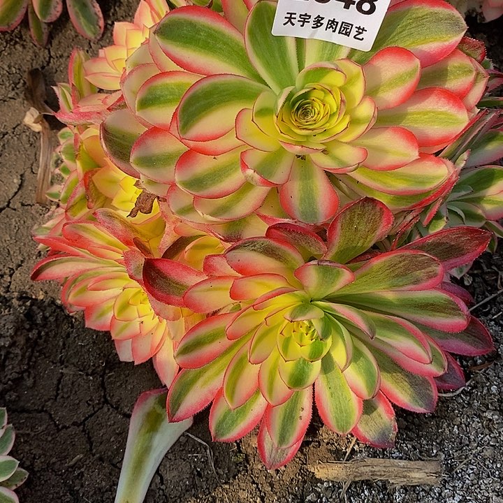 梦*南多肉荔枝948多艘