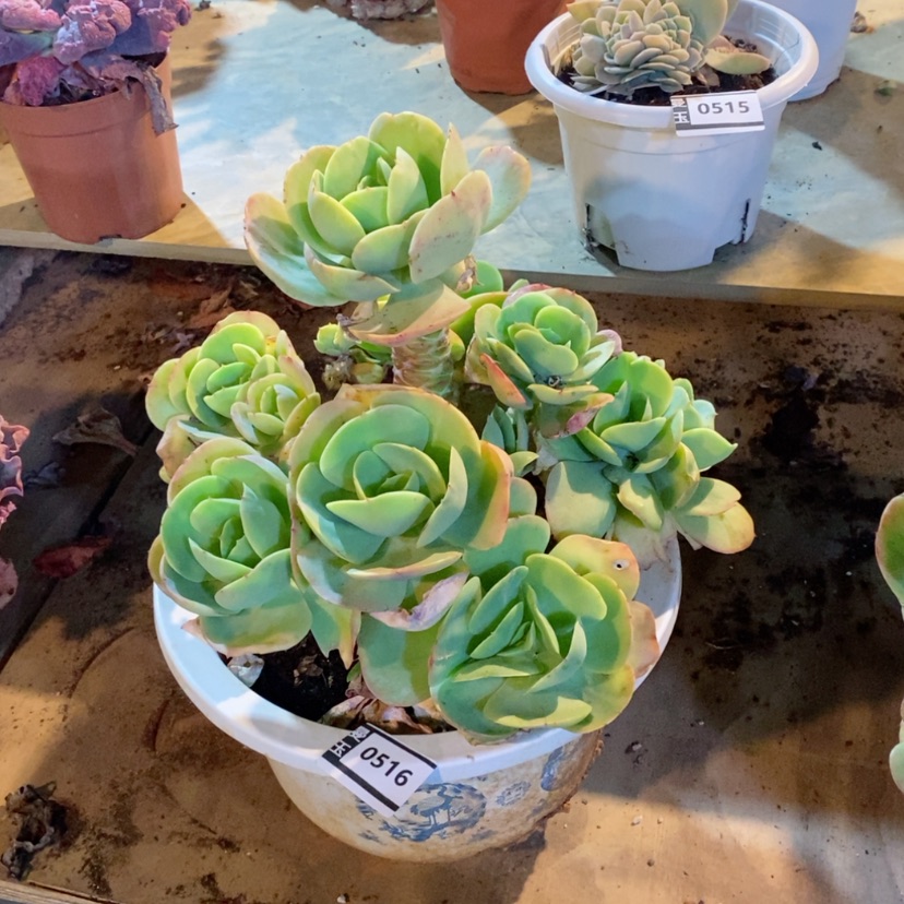 【闪购商品】碧桃0516