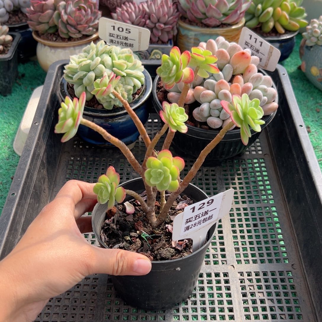 表妹精品多肉植物129.