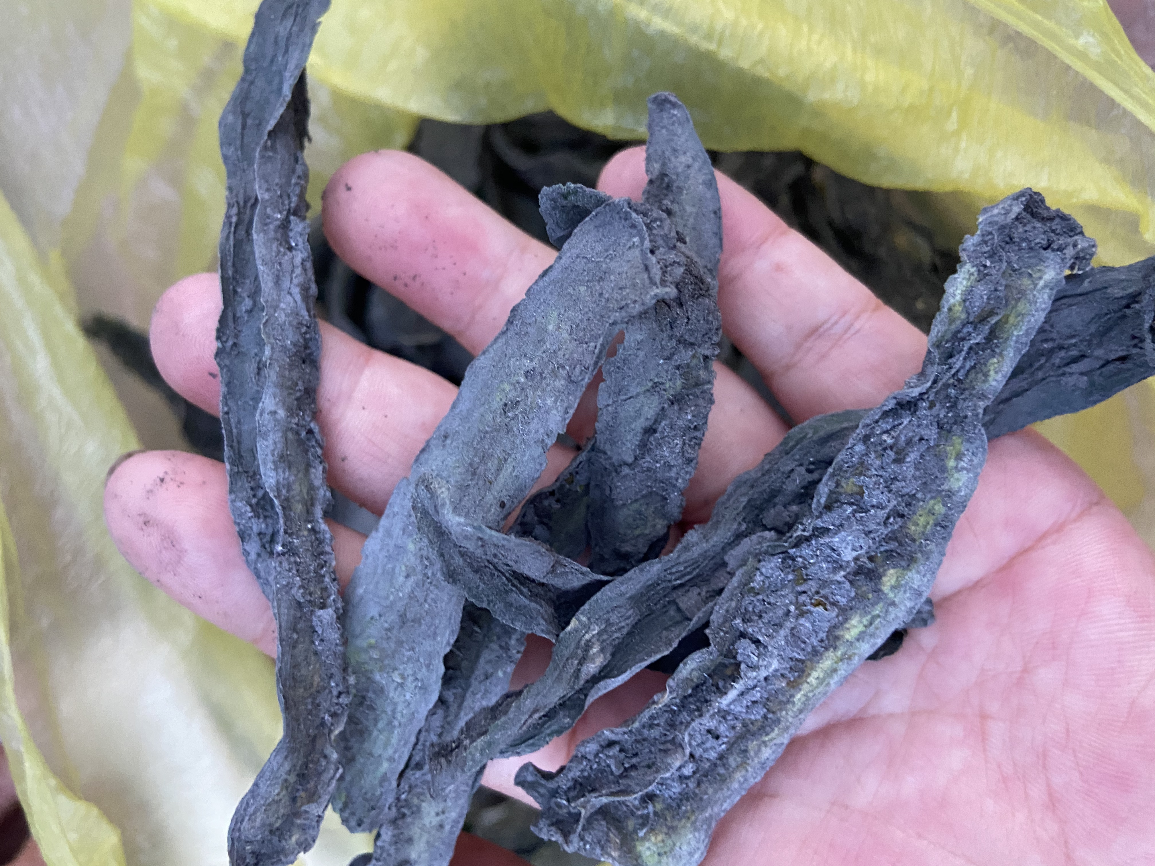 东北正宗农村老式草木灰黄瓜钱（百家菜介意勿拍）