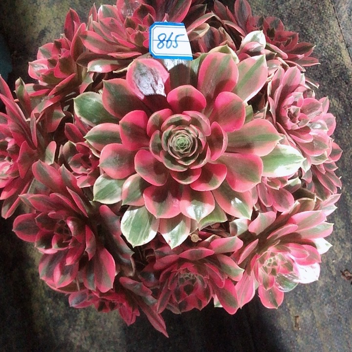 865女妖多肉法师