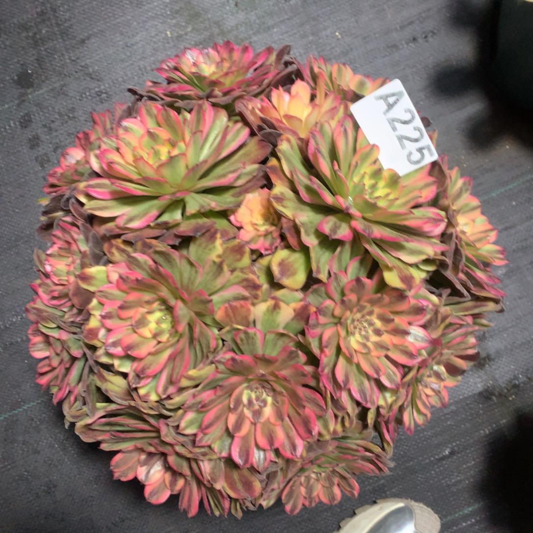 紫砂茶杯顺****0A225–168福利福利地