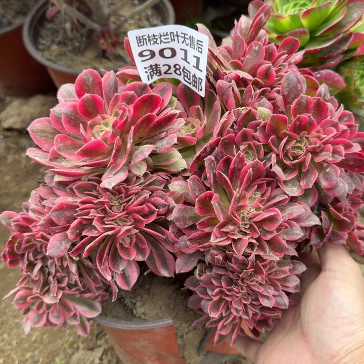 9011一号棚女巫缀B