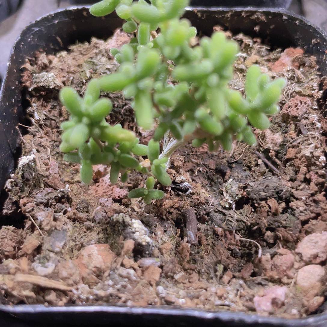 小小米w066一物一拍