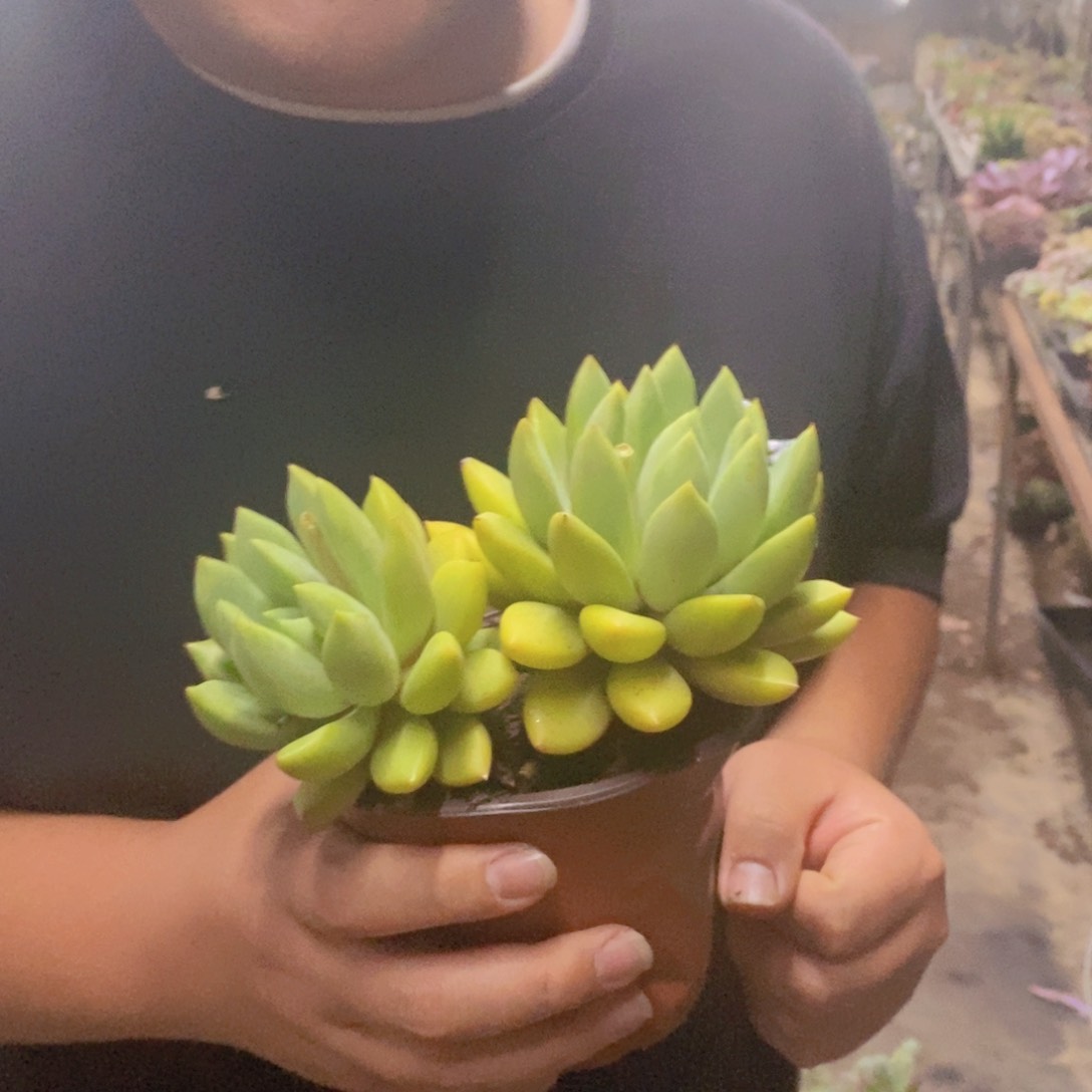 黄金象牙双头起发