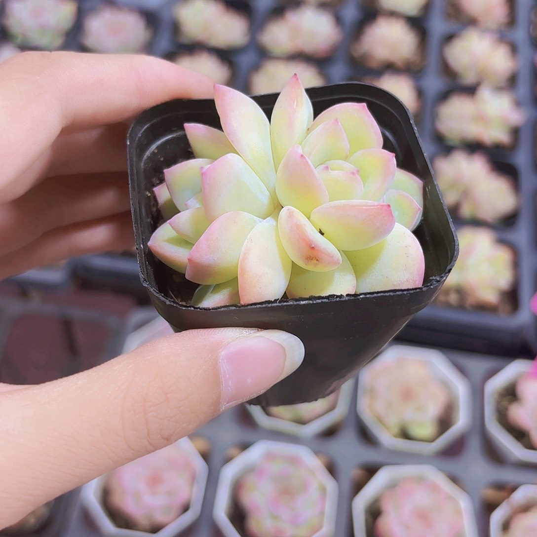 精品双头泡芙多肉植物