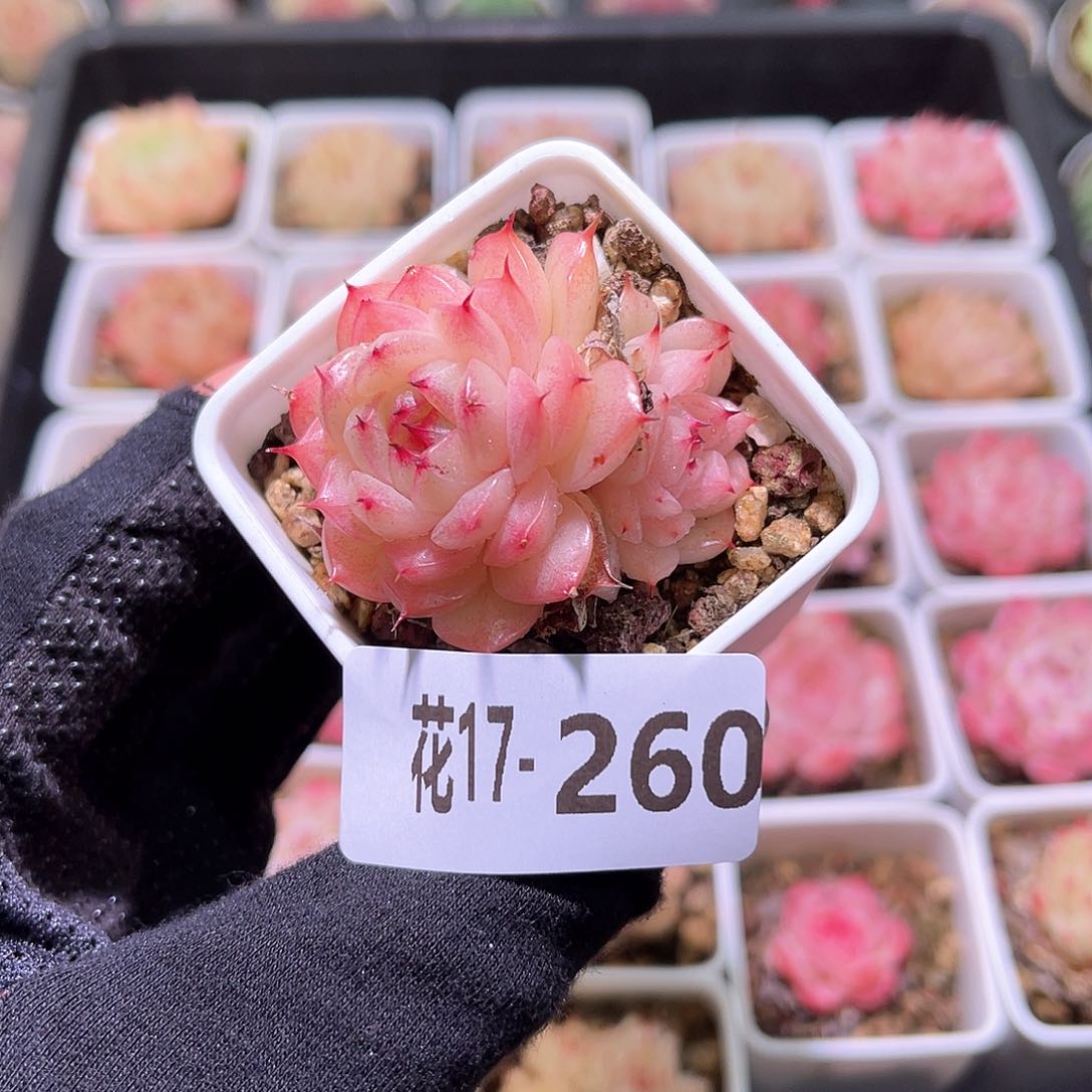 花利美17-260海王带仔