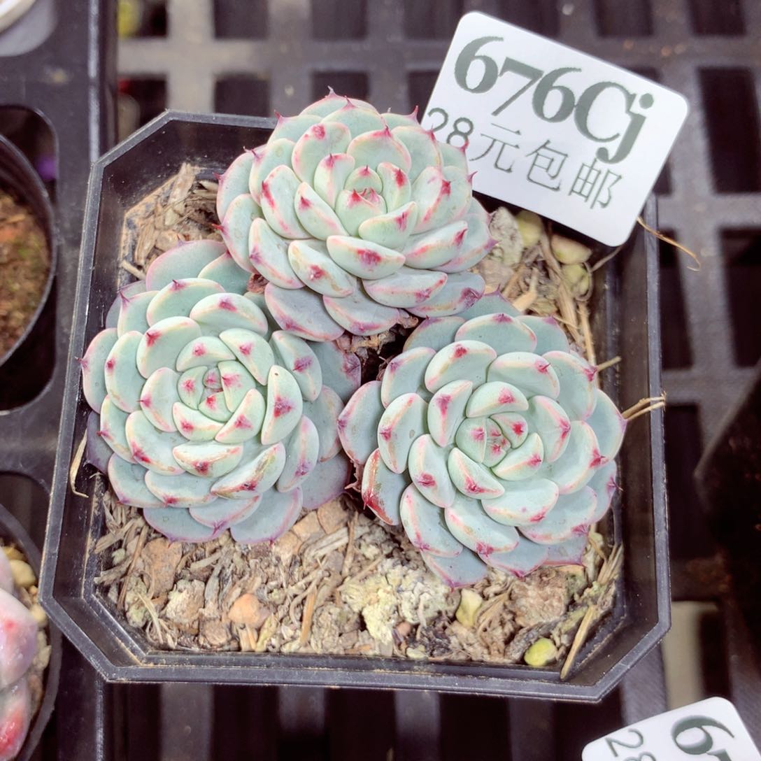 5厘米盆精控多肉676