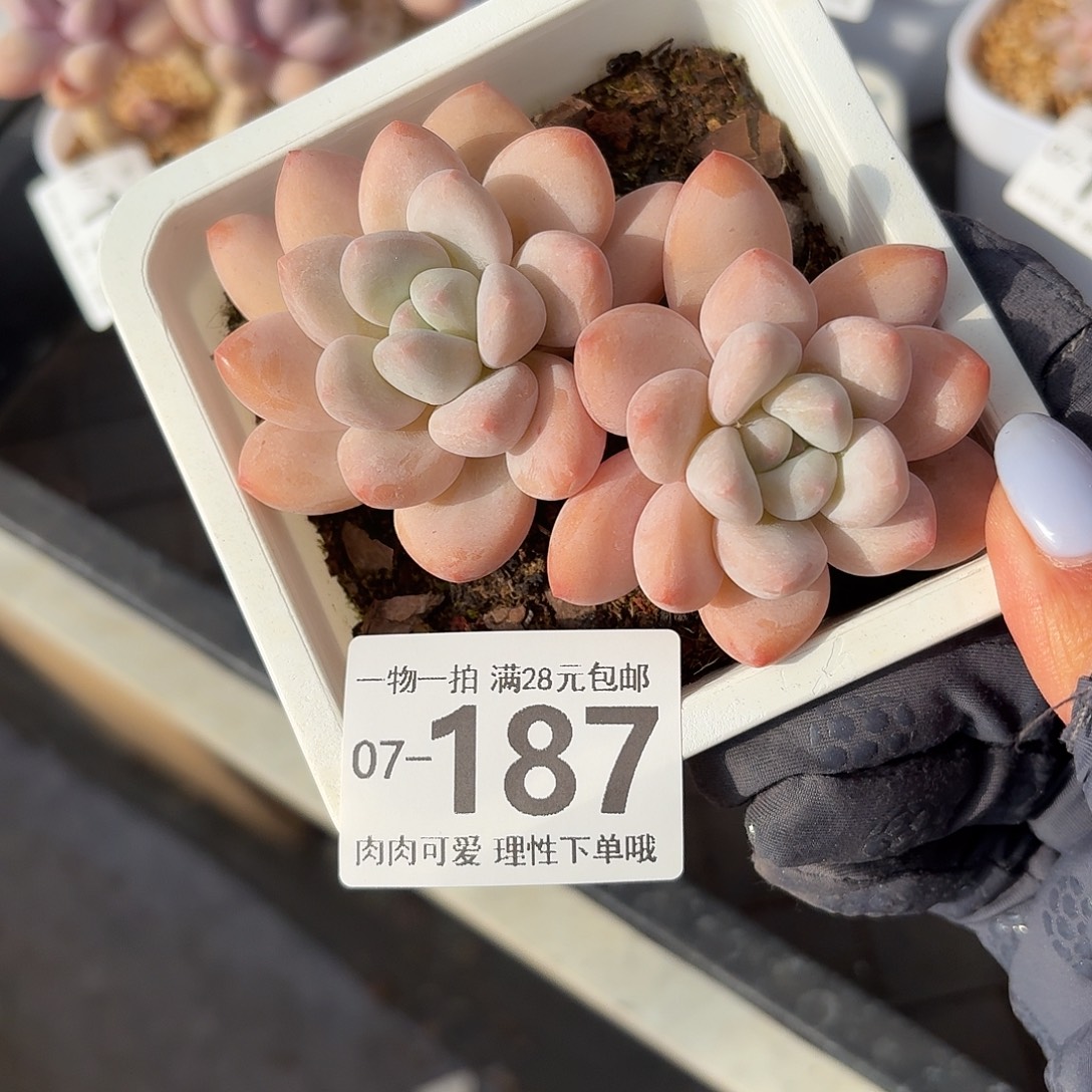 香水无盆土发货无盆