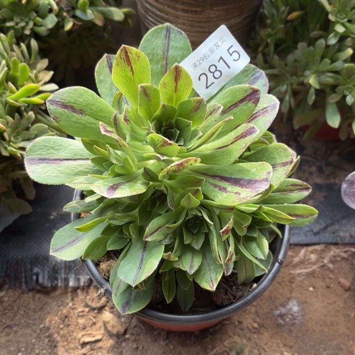 碧火多肉法师2815