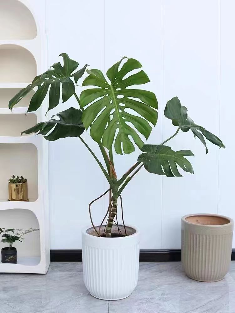 独杆老桩龟背竹造型款常青常绿室内养殖