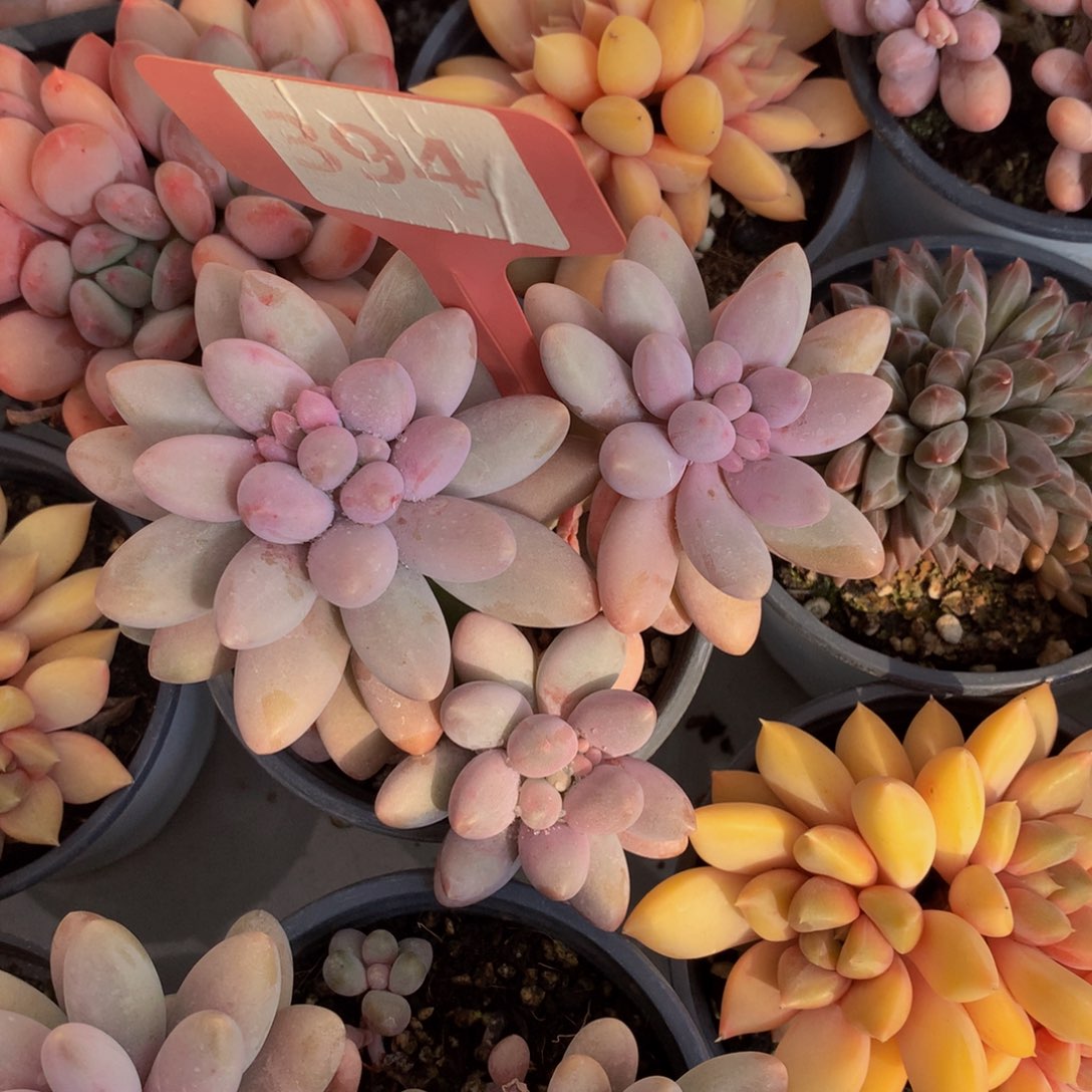 我***你粉色恋人7272727272727