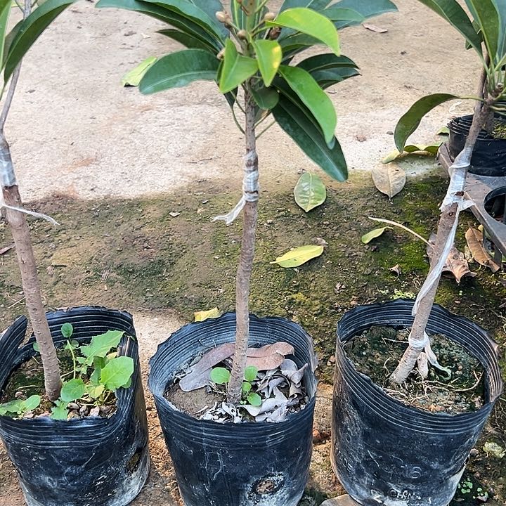 铃***车134455555555555