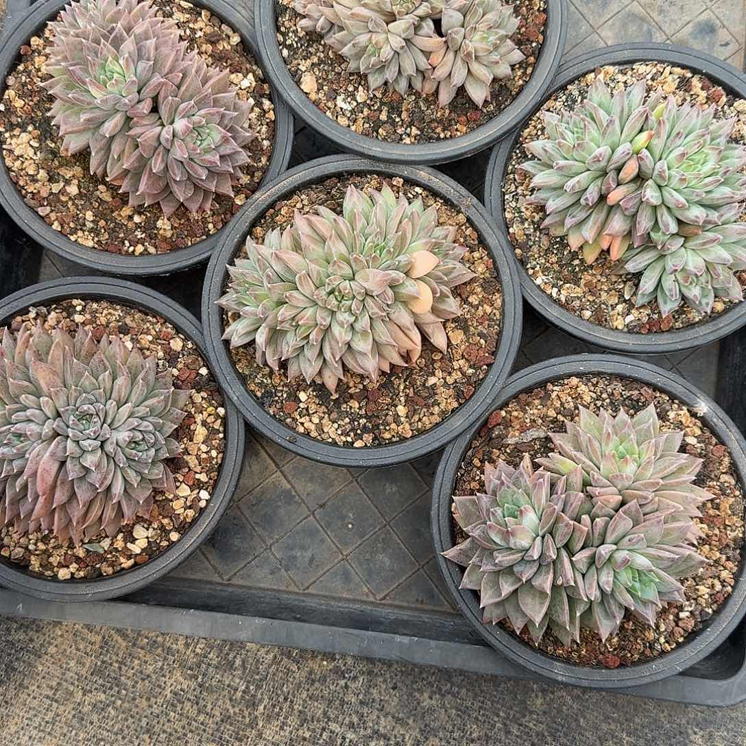 幻影多头随机，售后范围：签收起7天内