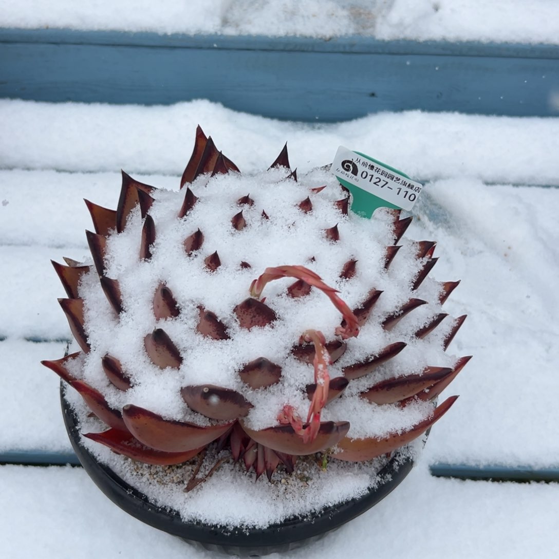 多肉一物一拍0127-110