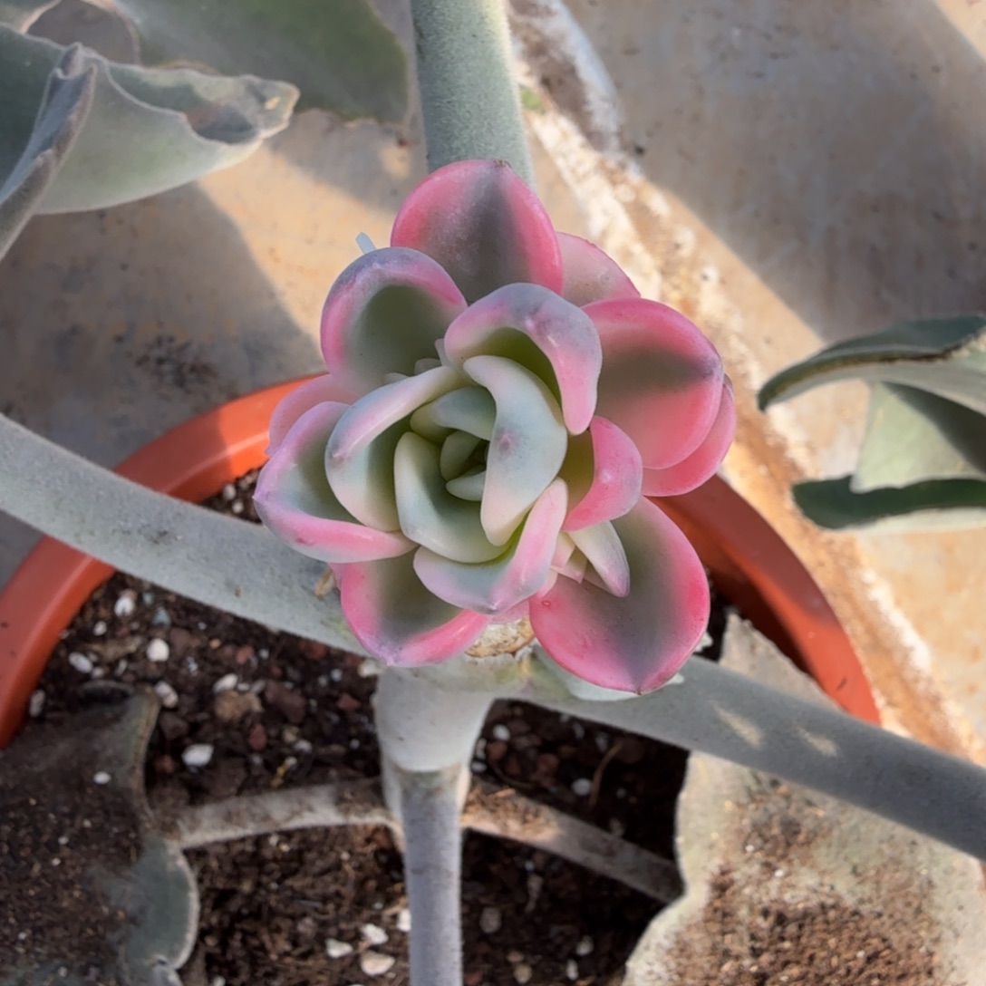 红体美尻锦，多肉锦