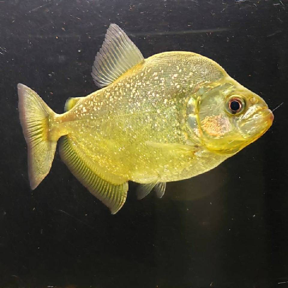 观赏鱼黄金布兰提