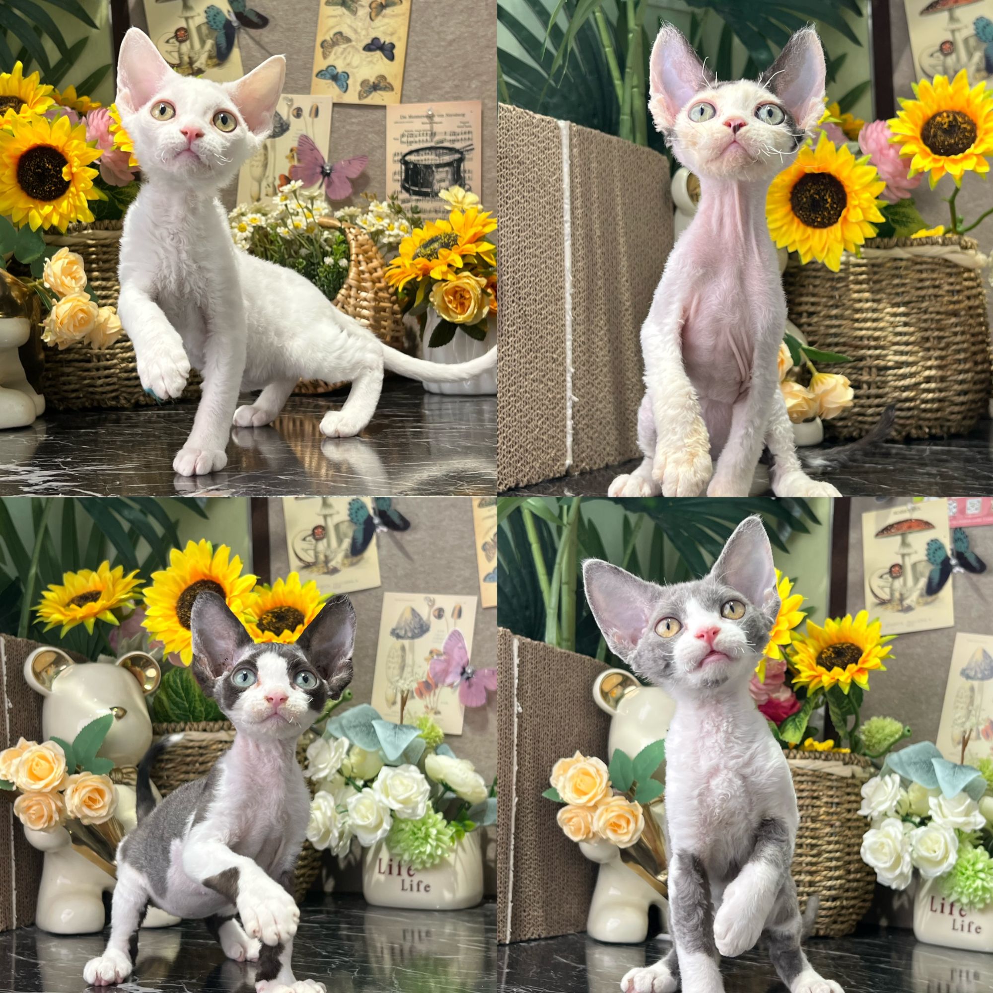 壮实说猫猫咪活体德文专场