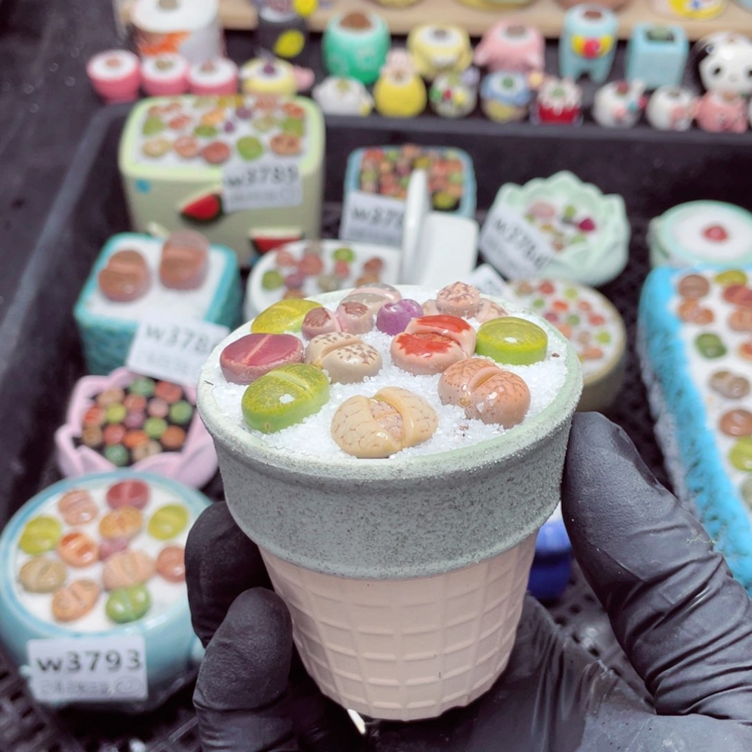 w3795--带盆土发货，零下地区拍保温箱