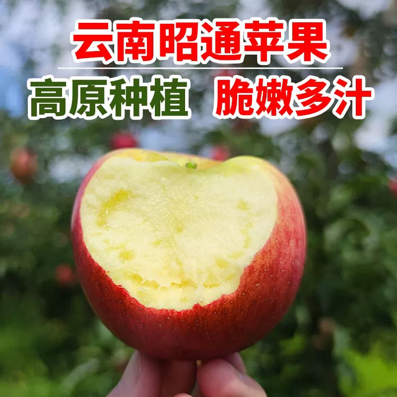 现摘云南正宗红富士苹果昭通冰糖心丑苹果新鲜大凉山脆甜水果直发