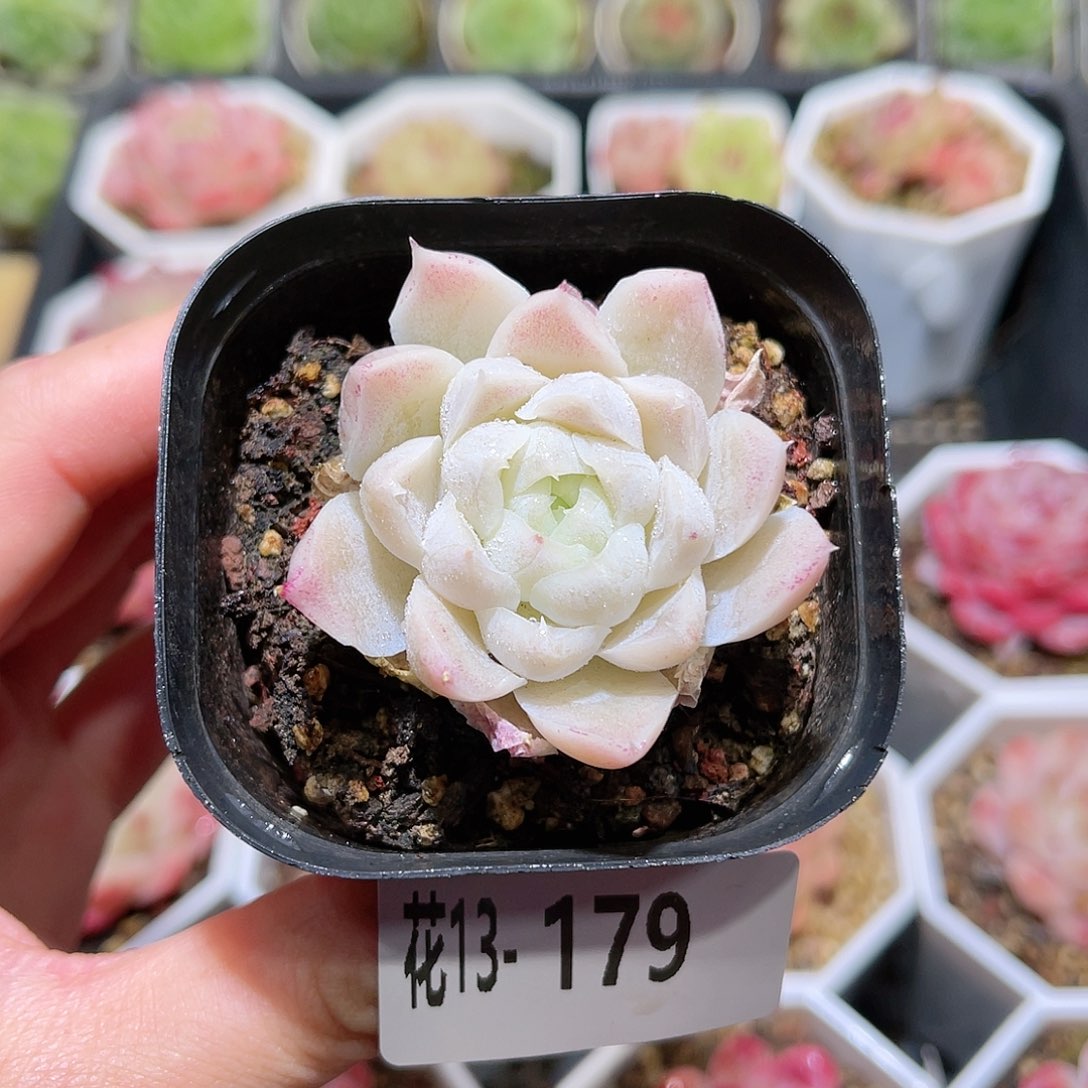 花利美13-179白月影