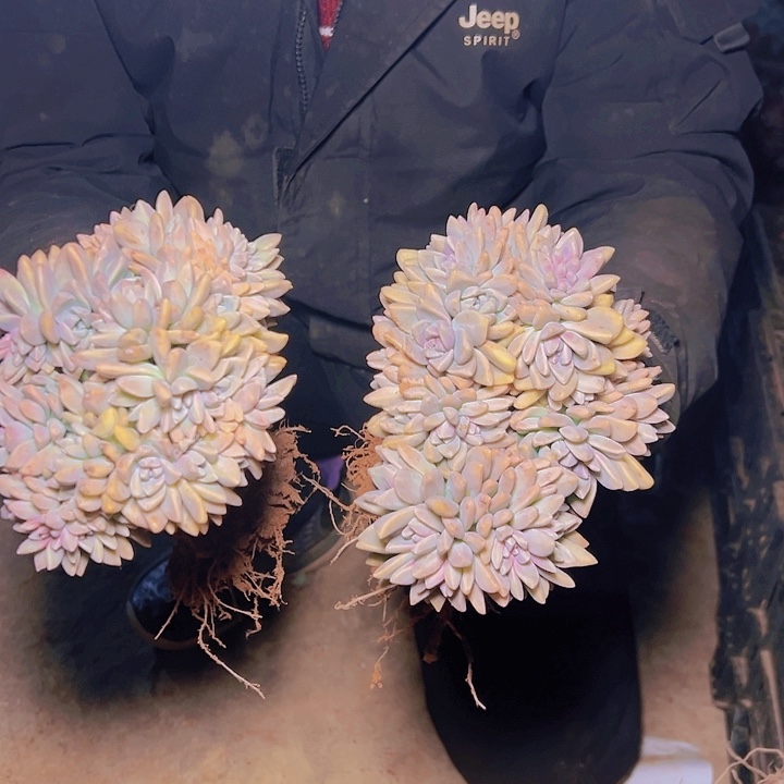 青*朵朵缀 2棵发货 轻微断枝不售后