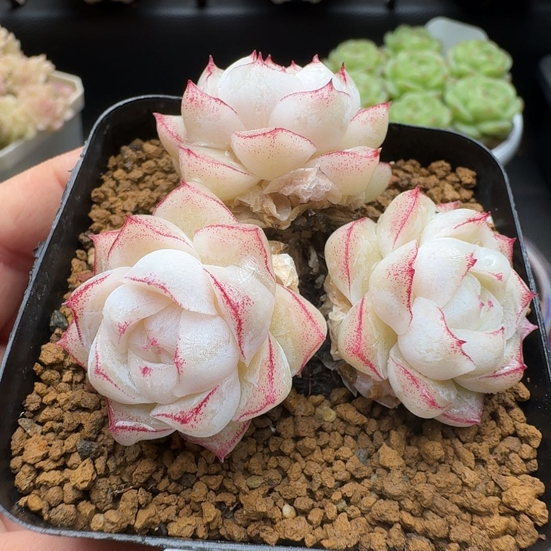 一物一拍一物一拍1213-840