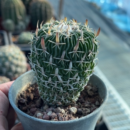 当前无花栽培后可以开花实生太刀岚