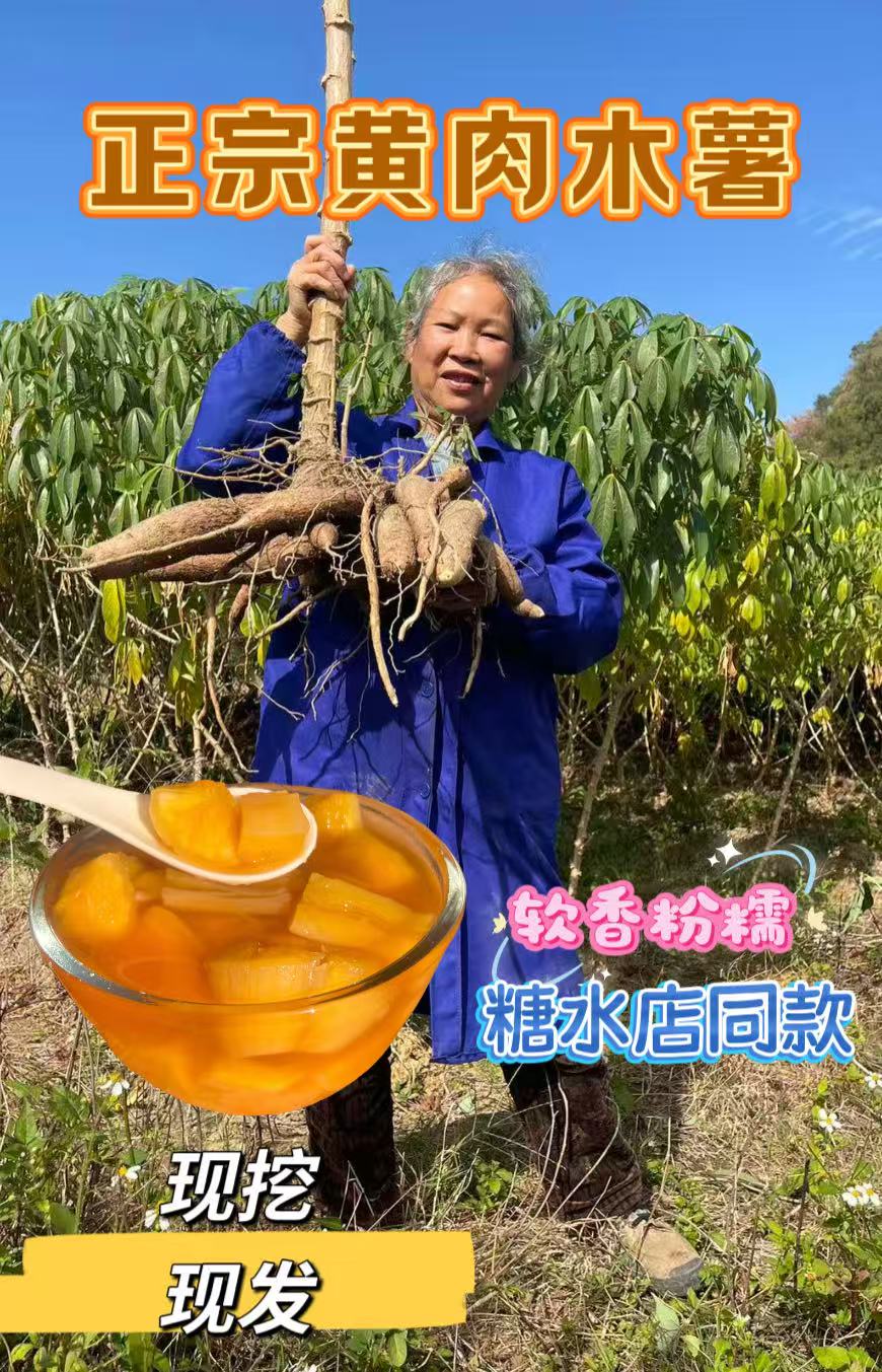 广西正宗新鲜现挖华南9号黄肉面包木薯粉糯香甜