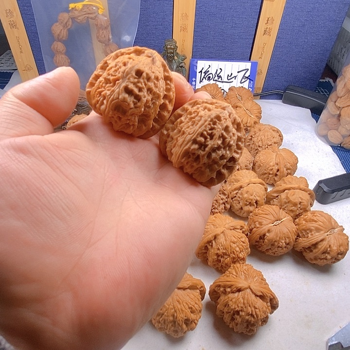 41.5白狮子三角白有修