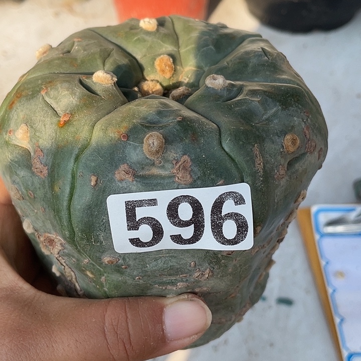 无根596号大灰甲仙人球