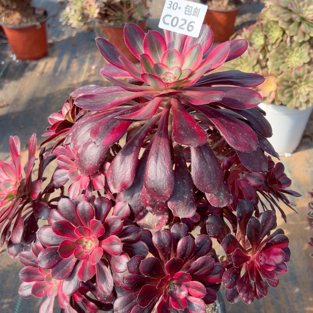 026香奈法师多肉