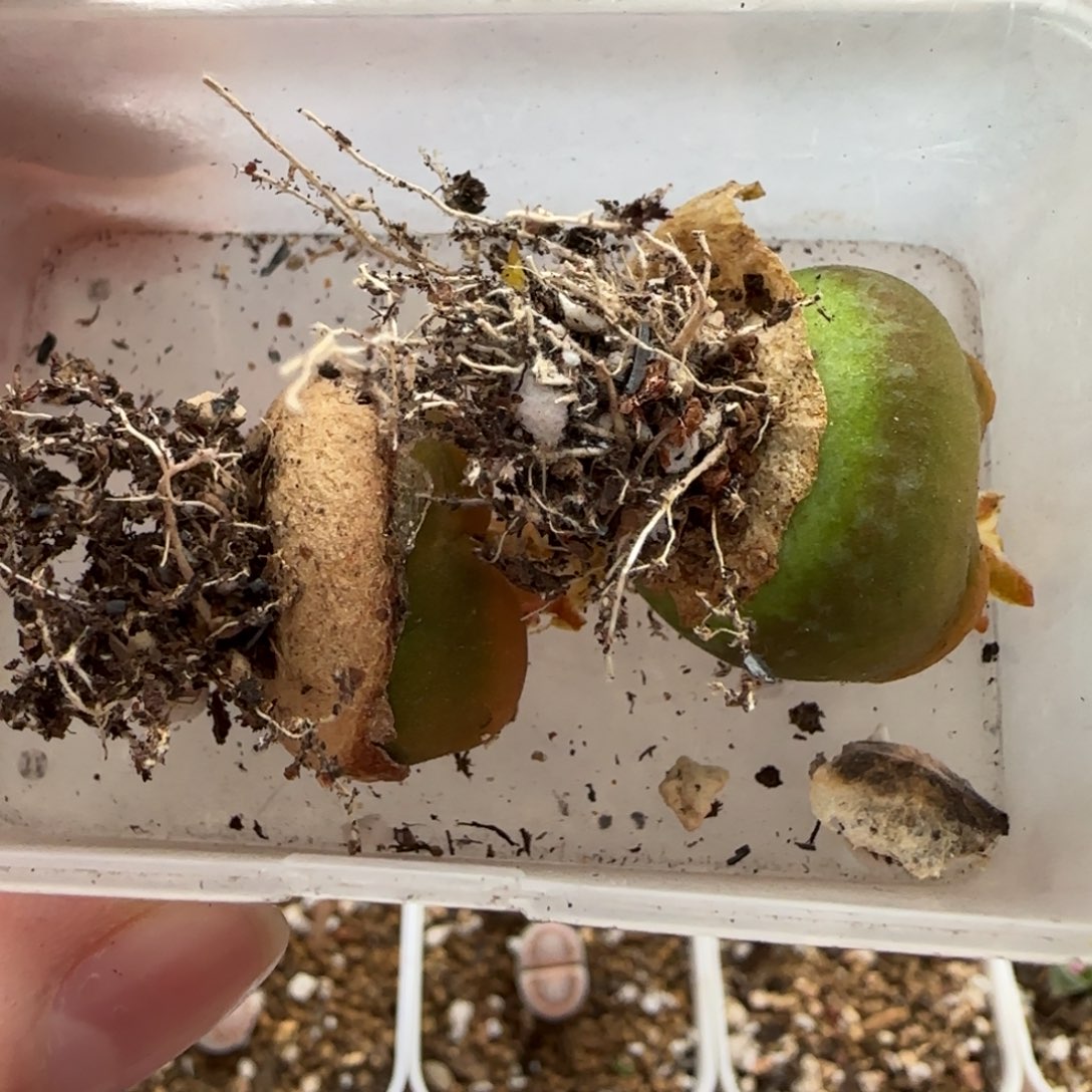 小***。11.8。爱萌1801毛微伤。8043