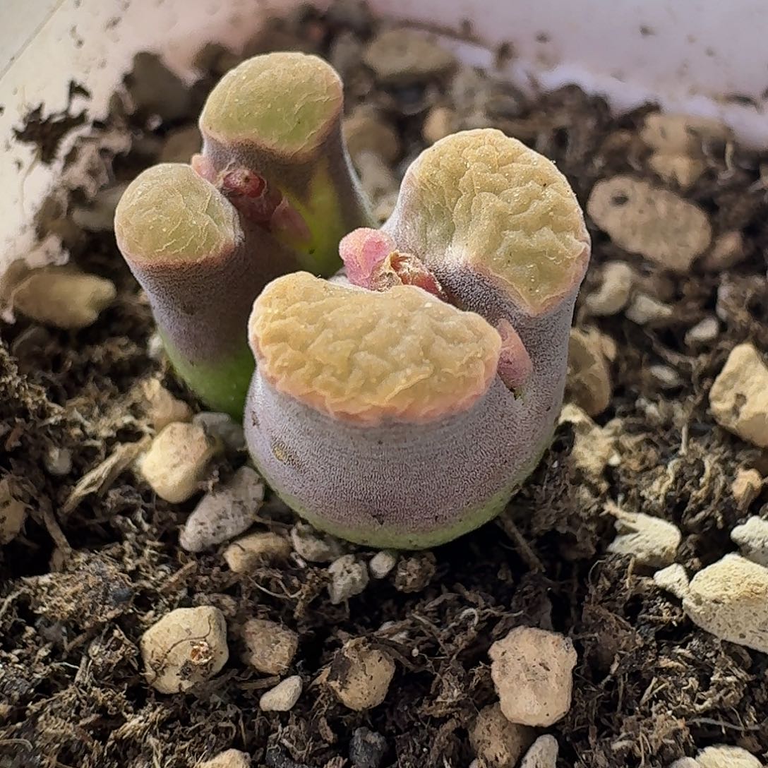 30号班克磁铁双头尺寸小