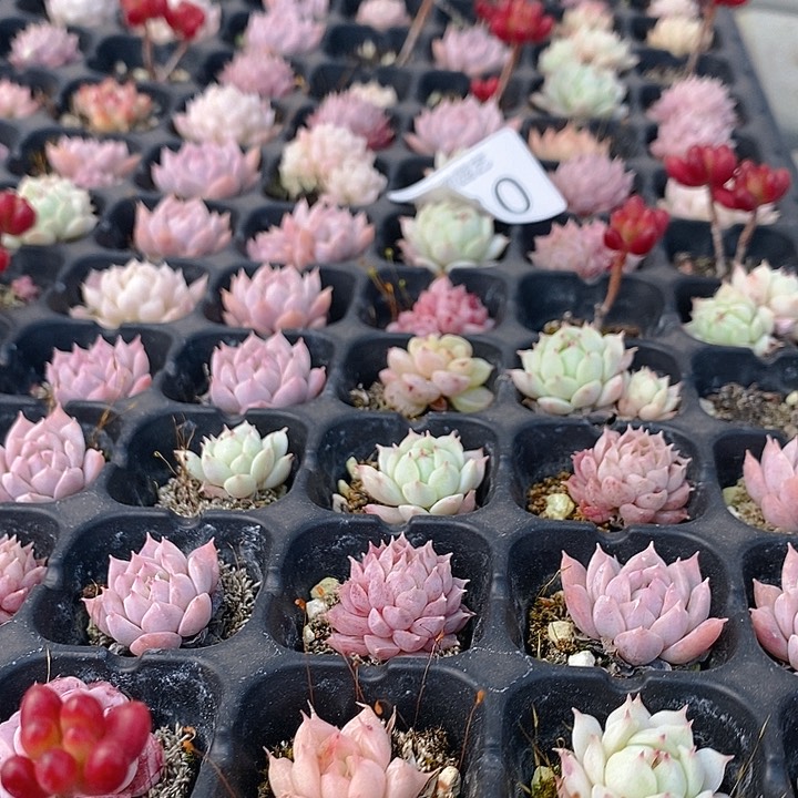 130 多肉植物盆栽花卉植物