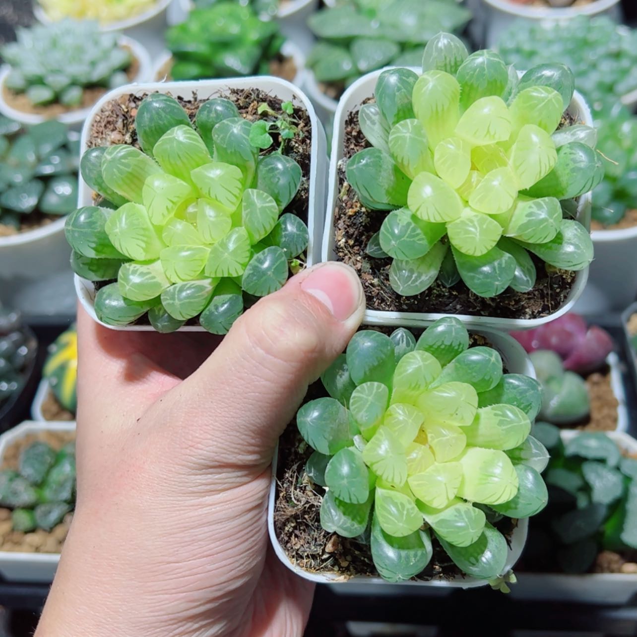 【闪购商品】琥珀玉露