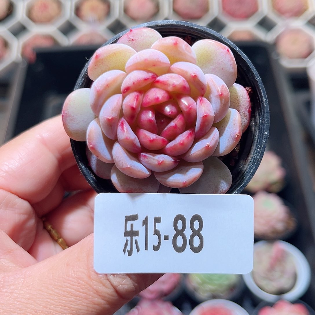 乐15-88 冰肌单头