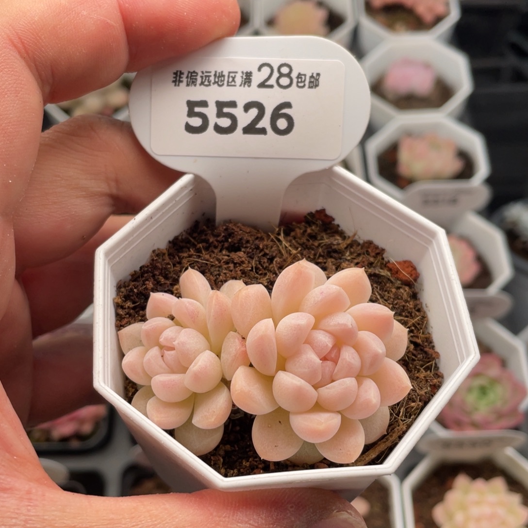 白雪5526-5.5厘米