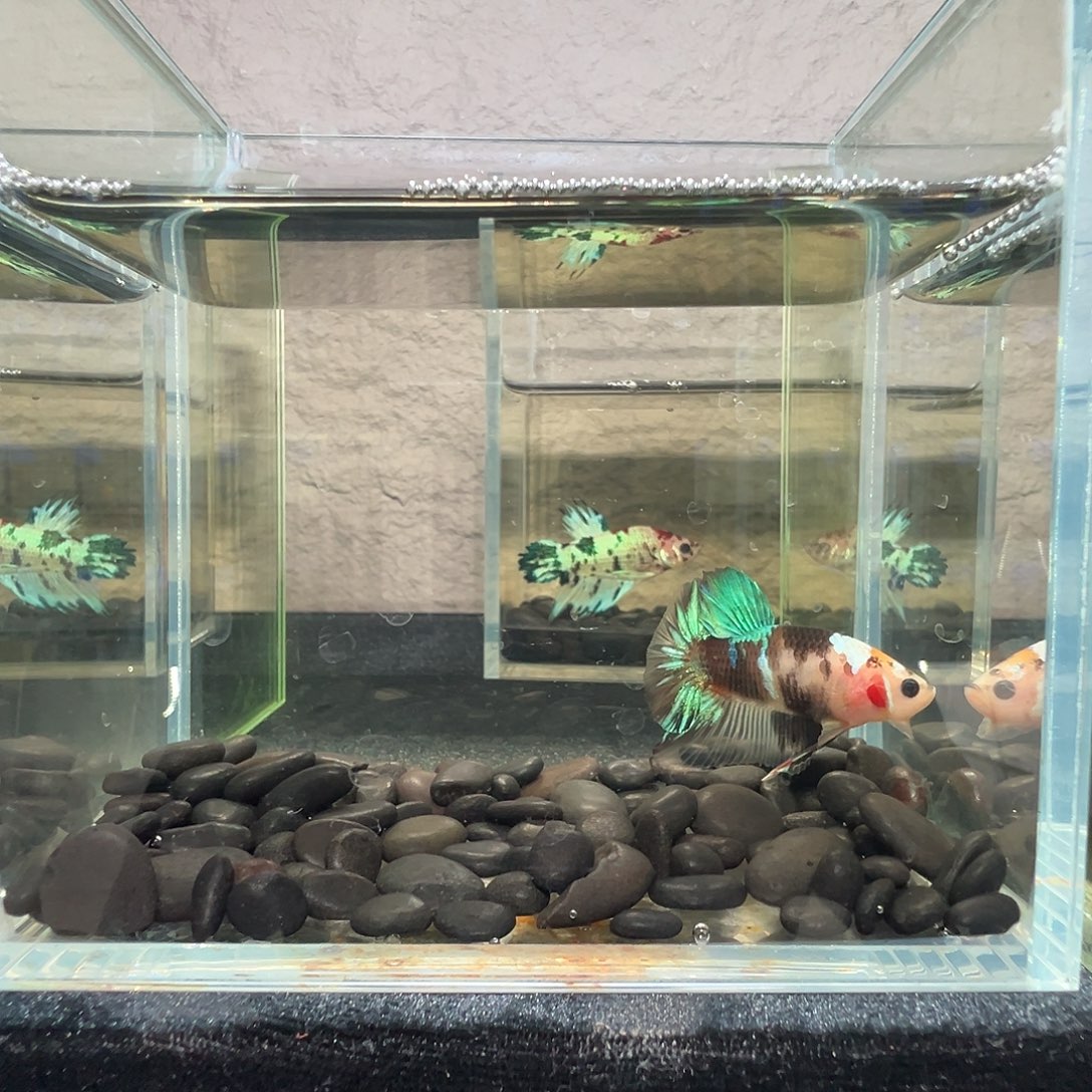 斗鱼阿浩泰斗115号