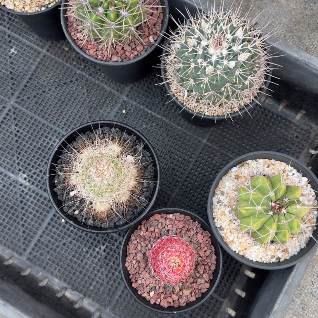 那***儿仙人球一物一拍6颗