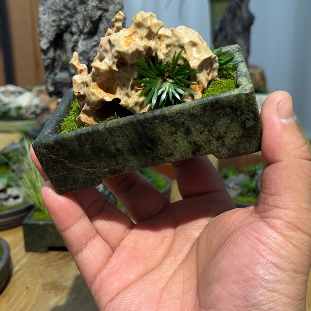 慎***行紫砂花盆➕附石菖蒲