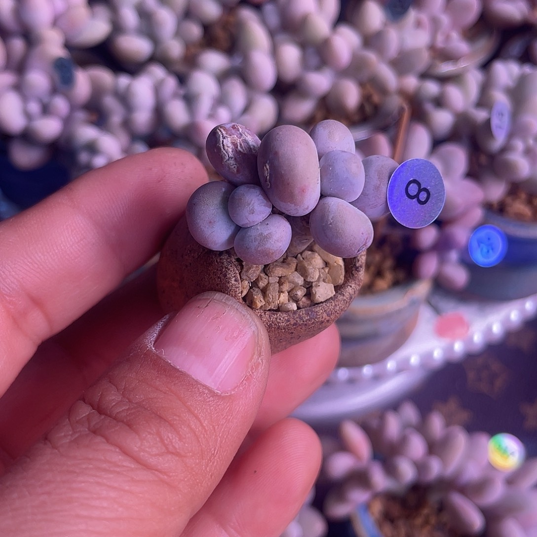 带盆发货 2口盆 奶酪