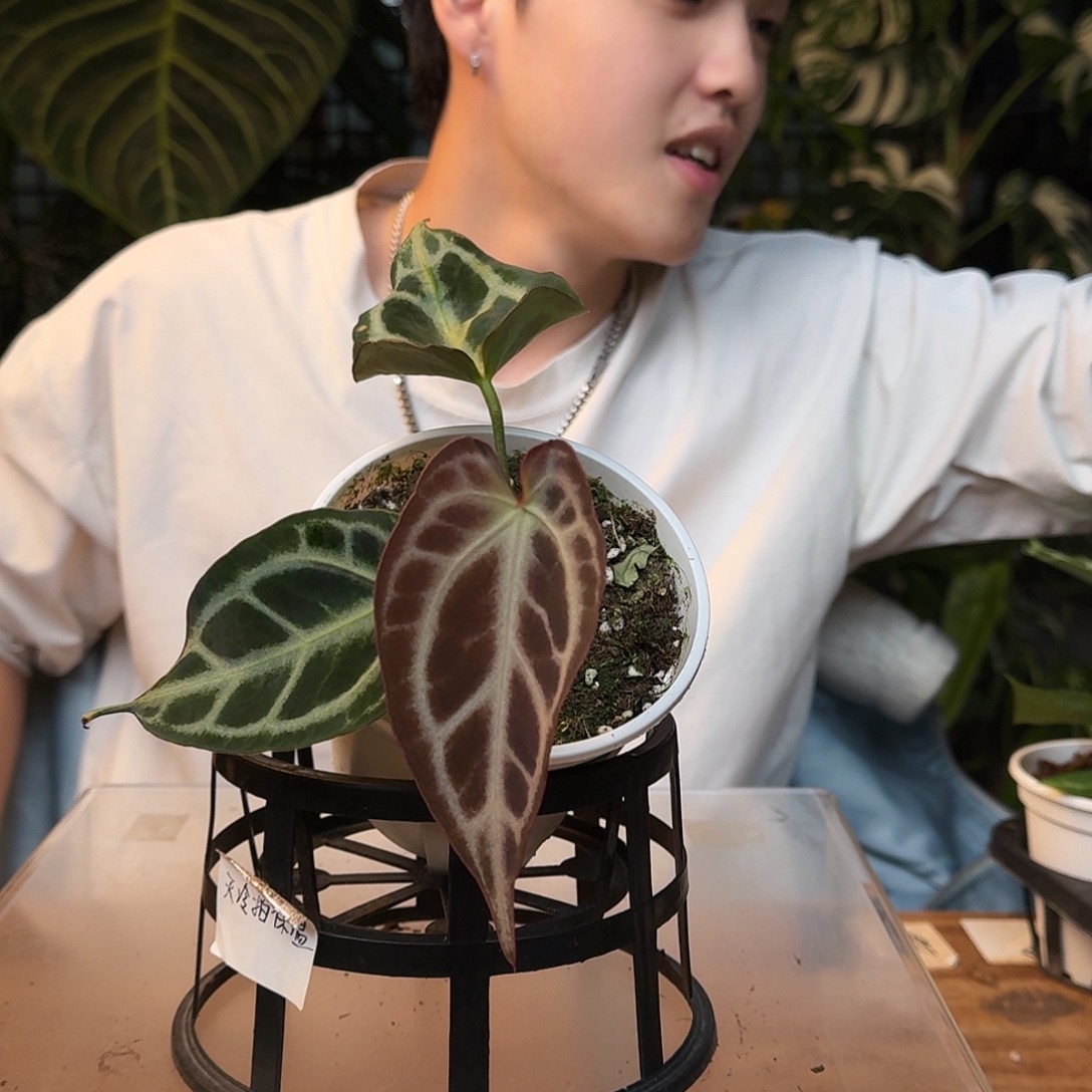 完全开放I66银色闪光杂蝶叶银